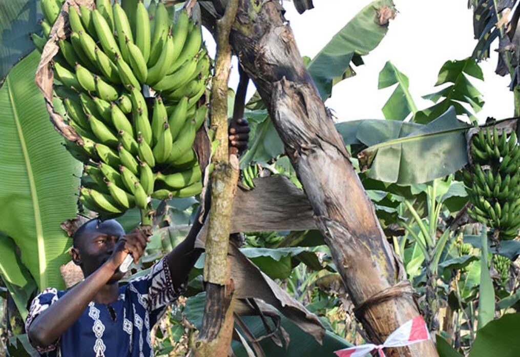 Transforming Uganda’s Banana Sector