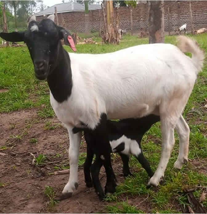 Goat Farming