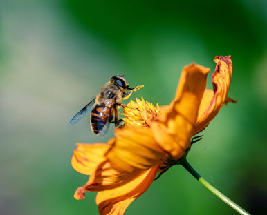 Pollinator Conservation