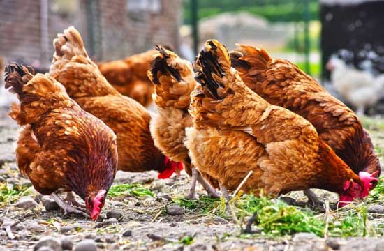 Poultry Model Farming Project